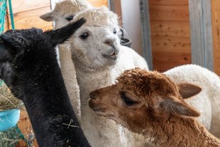 Tiertherapie